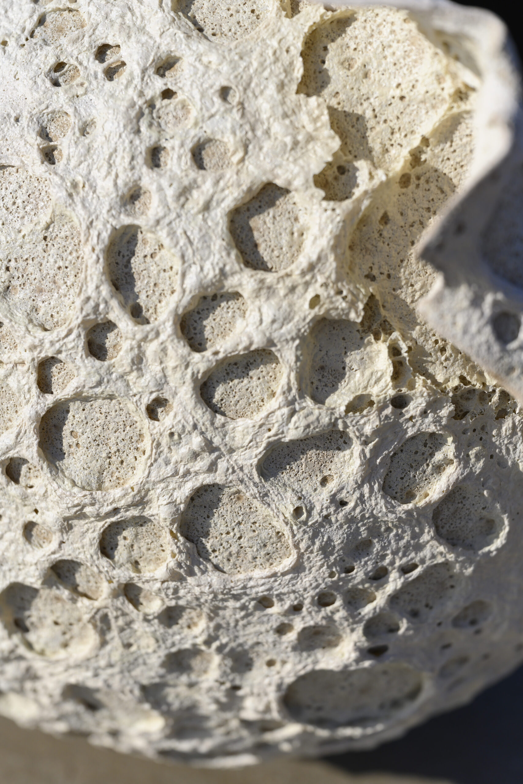 VASES SCULPTURE CALYTHÉRIS TAILLE XL – Image 5